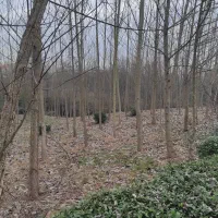 زمین-باغی-کلاچای