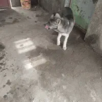 توله سگ سرابی