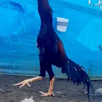 تخم مرغ اوشامو