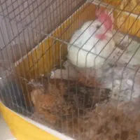 جوجه
