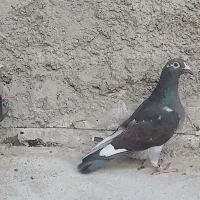 ماده چاپی
