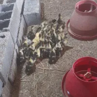 جوجه اردک اسرائیلی