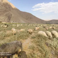 فروش گوسفند