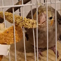 عروس هلندی نر ۳ ماهه گمشده در چابکسر