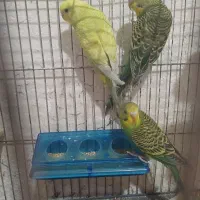 مرغ‌عشق‌‌ومرغ‌محلی