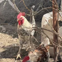 جوجه محلی