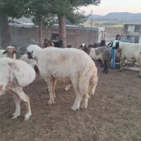 قوچ داشتی