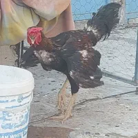 خروس دورگ لاری ۸ ماهه