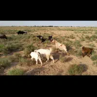 ۸عددبزجوان جنس آبستن دوعددبزغاله دار