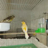 چند جفت قناری و۲تا سهره نر بخون