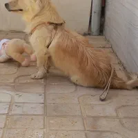 فروش فوری