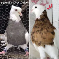 کبوتر طوقی جفت مولد پاک