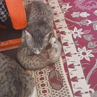 چهار گربه برای واگزاری|گربه|گالیکش, |دیوار