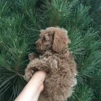 نسکافه ای پسر -۶۷ت-بدون ریزش مو
