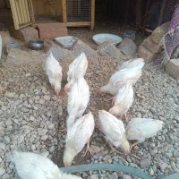 جوجه یه ماهه