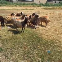 ۱۲ راس میش سنجابی و لری داشتی