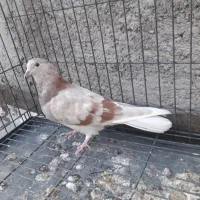 کبوتر پرشی زرد