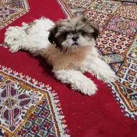 سگ شیتزو سوپر فلت