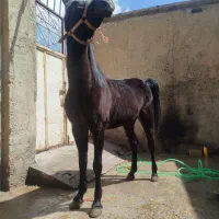 خرید،فروش ومعاوضه اسب از لاین بهتریهنا