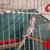 پرنده سالم