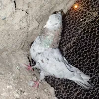 کفتر
