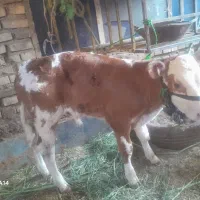 گاو هلشتاین اصل همراه گوساله المانی