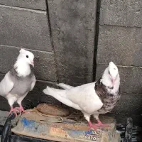 کبوتر