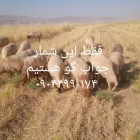 میش شک ۳ ماه آبستن