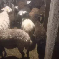 میش وبره