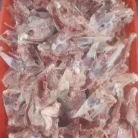 فروش اسکلت مرغ گوشتی