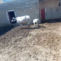 گاوسفید با گوساله نر