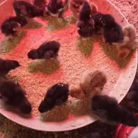 جوجه مرندی