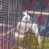 جوجه سه ماه البینو نر شاه تخم