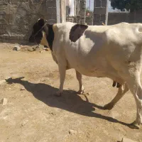 گاوگوشتی