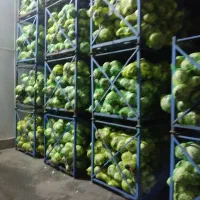 کلم سفید|لوازم جانبی حیوانات|علیآباد کتول, |دیوار