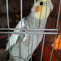 عروس هلندی نر