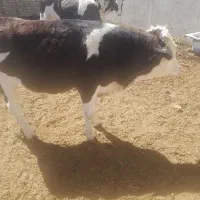 گوساله نر