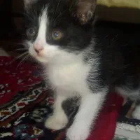 گربه|گربه|گرمخان, |دیوار
