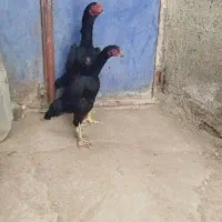 یک ست اوشامو اصل 6 دنگ.یه تیغ مشکی اورجینال