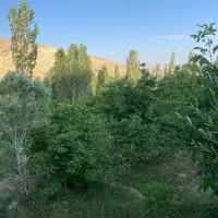 باغ میوه بر جاده اصلی تنگه واشی