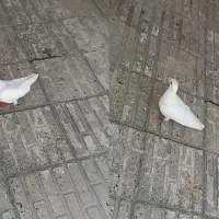 کبوتر کفتر