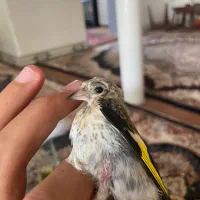 جوجه سهره نر