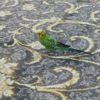 مرغ عشق