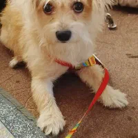 واگذاری سگ خانگی بابت تغییرات  مکان زندگی