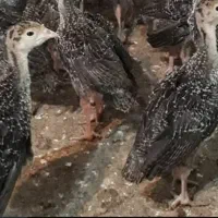 فروش بوقلمون ومرغ