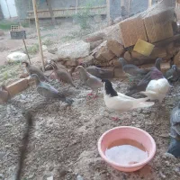 شصتی سرخ نروماده