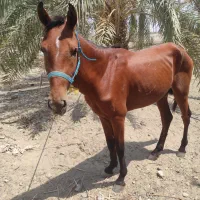 فروش دو راس اسب