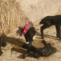 dseeie گوسفند شــ.ـال بره ارسـ.ــالی قوچ