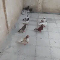 کفتر