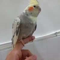 گم شده
